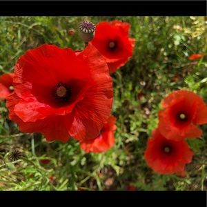 🌷Welcome to Blossoms & Laundry! 🧺